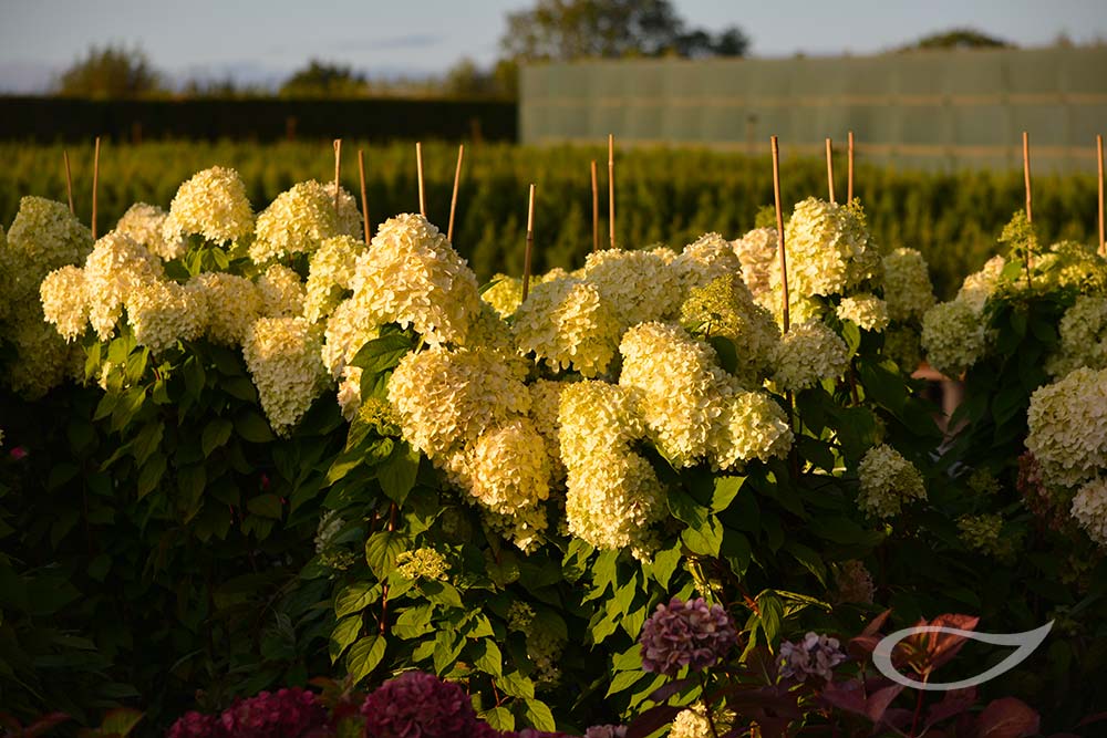 Hydrangea paniculata im Quartier