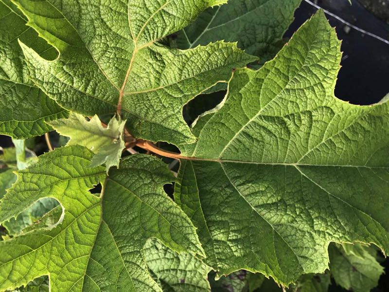 Hydrangea quercifolia Blatt