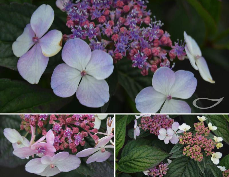 Hydrangea serrata Bluebird 