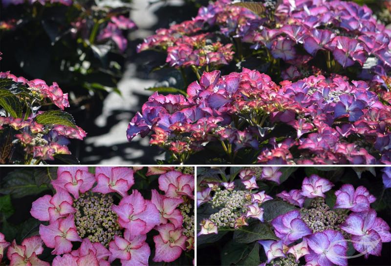 Tellerhortensie Hydrangea macrophylla Tiffany Lila