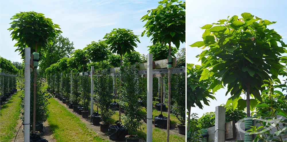 Kugelbaum Catalpa Nana