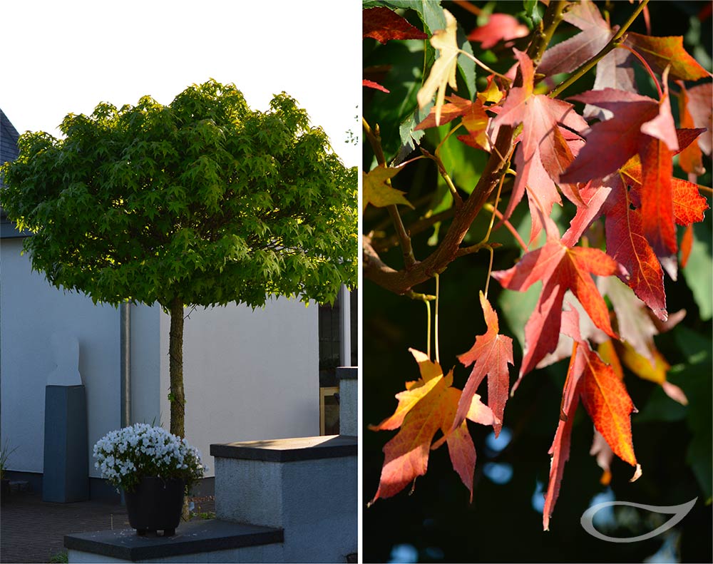 Liquidambar styraciflua Gum Ball Herbstfärbung