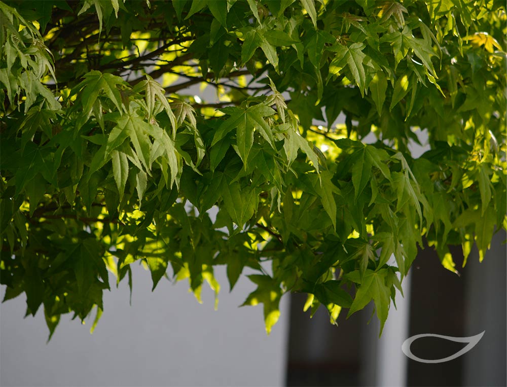 Liquidambar styraciflua Gum Ball Kugel-Amberbaum 