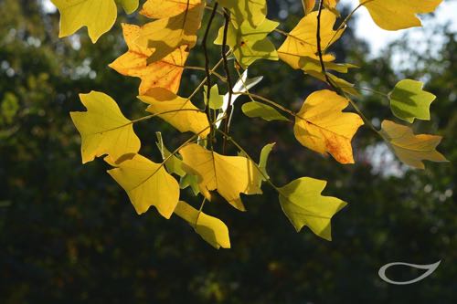 Herbstfärbung Liriodendron tulipifera