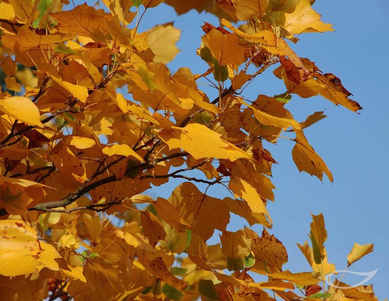 Liriodendron tulipifera Herbstfärber Herbstfärbung