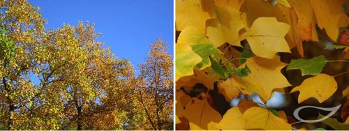 Liriodendron tulipifera Herbstfärber Herbstfärbung