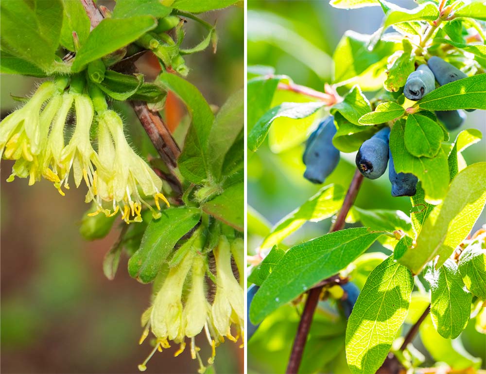 Maibeere, Haskap Lonicera kamtschatika Blüte und Frucht