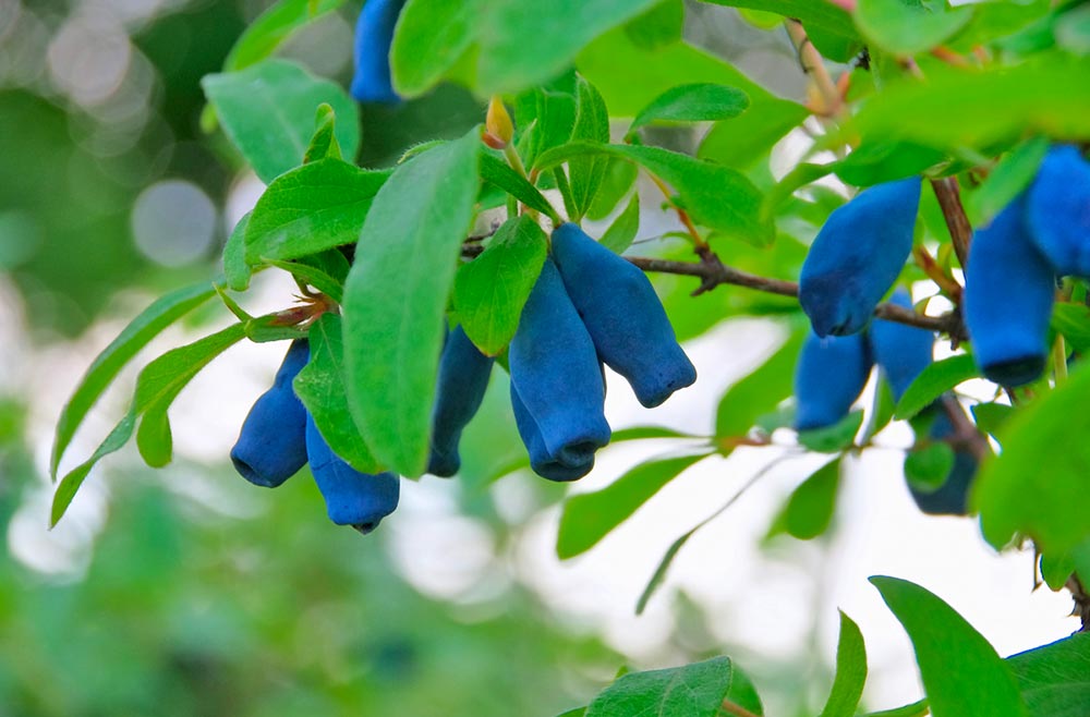 Maibeere, Haskap Lonicera kamtschatika