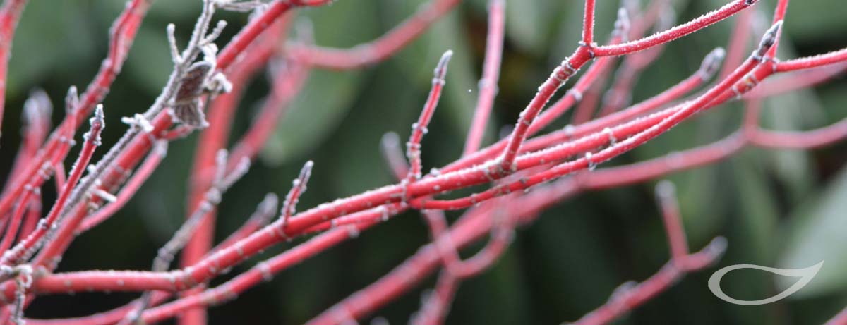 Winter-Garten Wintergehölz Cornus alba Sibirica