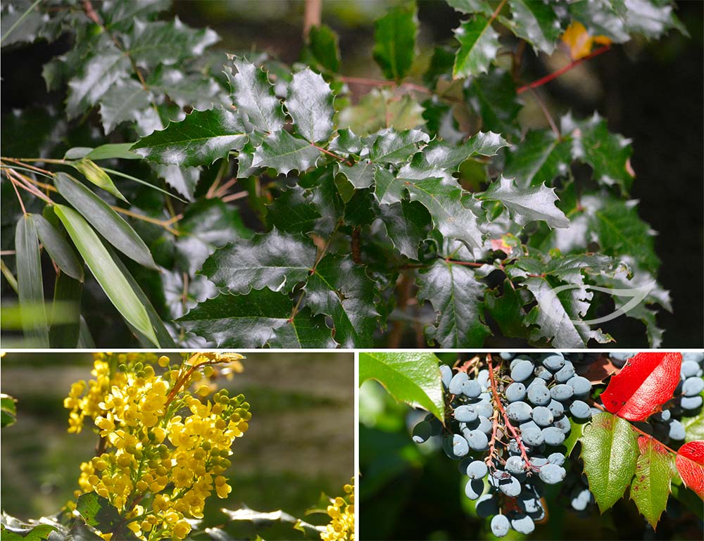 Mahonie Mahonia aquifolium