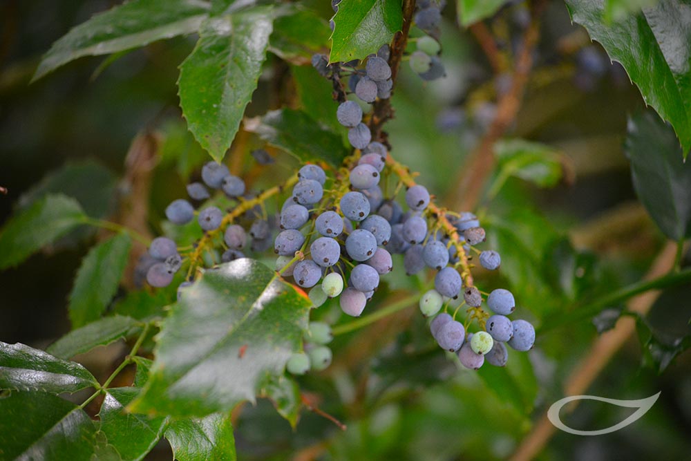 Mahonie Mahonia aquifolium