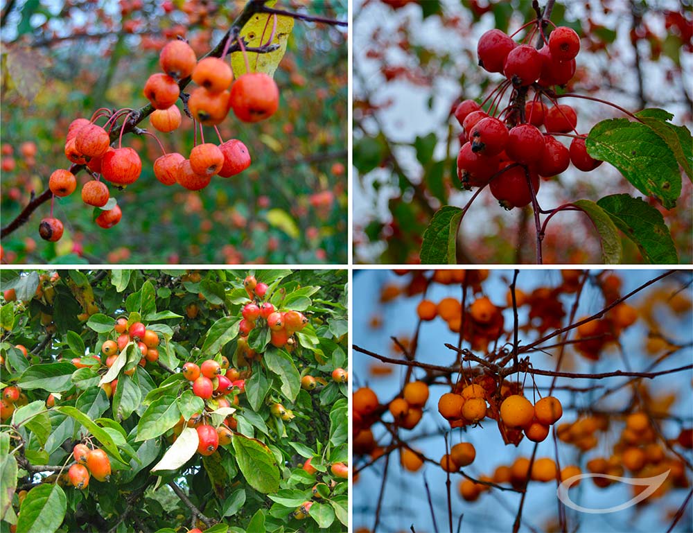 Malus Zier-Apfel Früchte