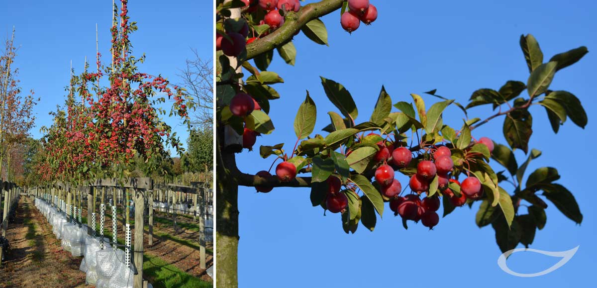 Wintergehölze: Malus Red Sentinel Fruchtschmuck