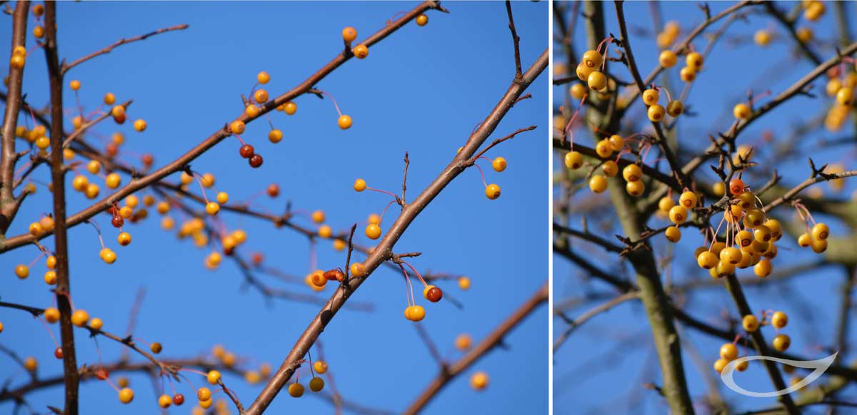 Wintergehölze: Malus toringo Fruchtschmuck