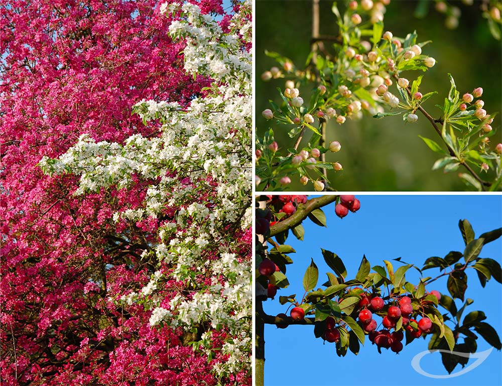 Malus Zier-Apfel als Wildobst