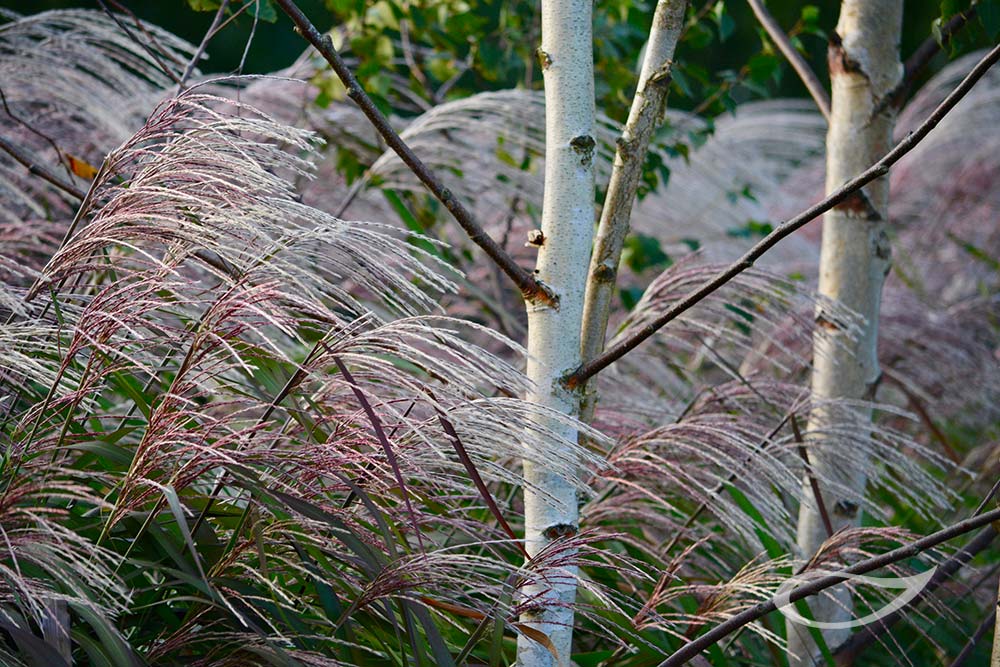 Miscanthus sinensis