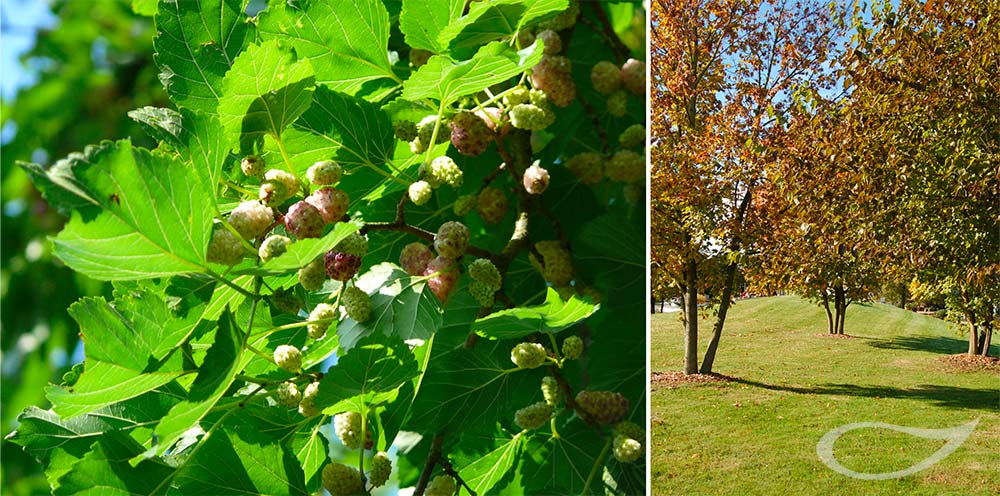 Morus alba Maulbeerbaum