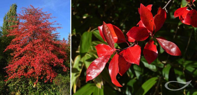 Nyssa sylvatica Herbstfärbung