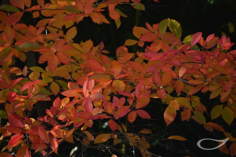 Nyssa sylvatica Herbstfärber Färbebeginn