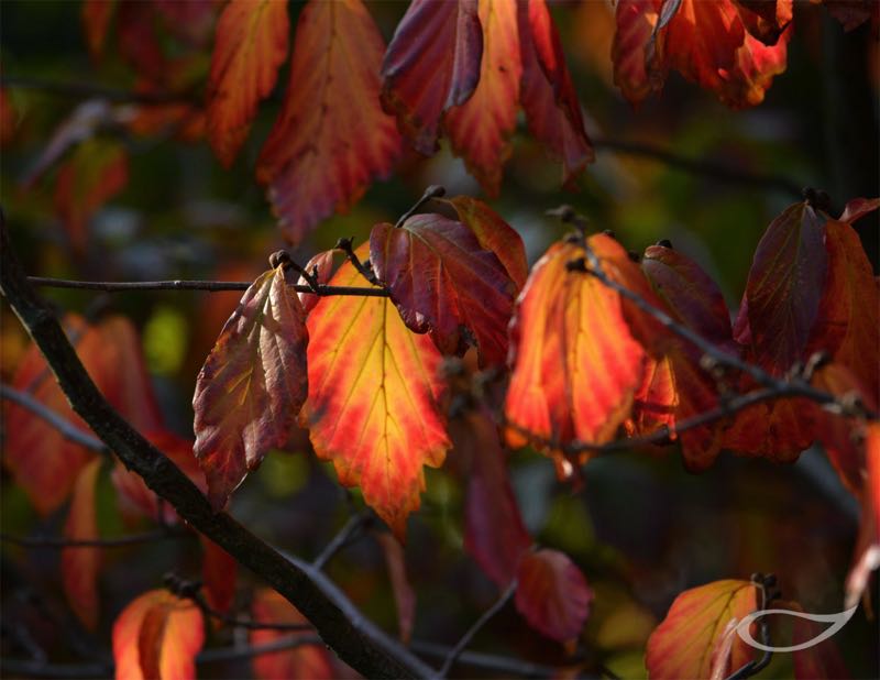 Parrotia persica Herbstfärbung