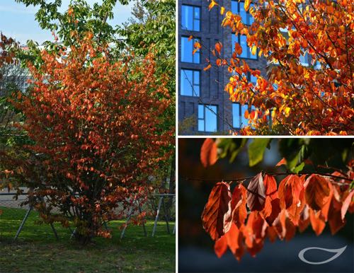 Parrotia persica Herbstfärbung