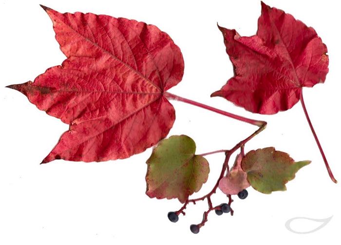 Parthenocissus tricuspidata Herbstfärber Herbstlaub