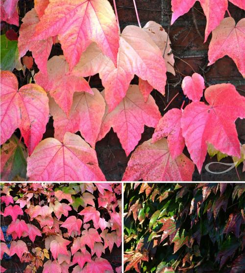 Parthenocissus tricuspidata Herbstfärbung