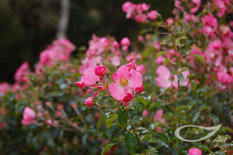 Pflegeleichte Kleinstrauchrose Fortuna, dauerblühend