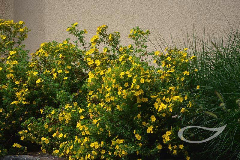 pflegeleicht und dauerblühend: Potentilla