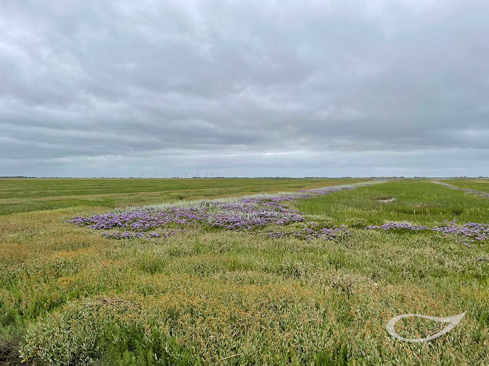 Salzwiese Nordsee