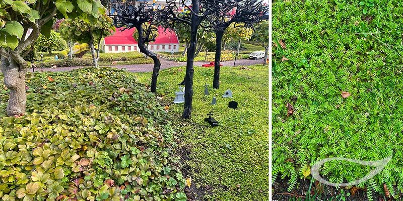 Pflegeleicht: Rasenersatz Cotula und Waldsteinia