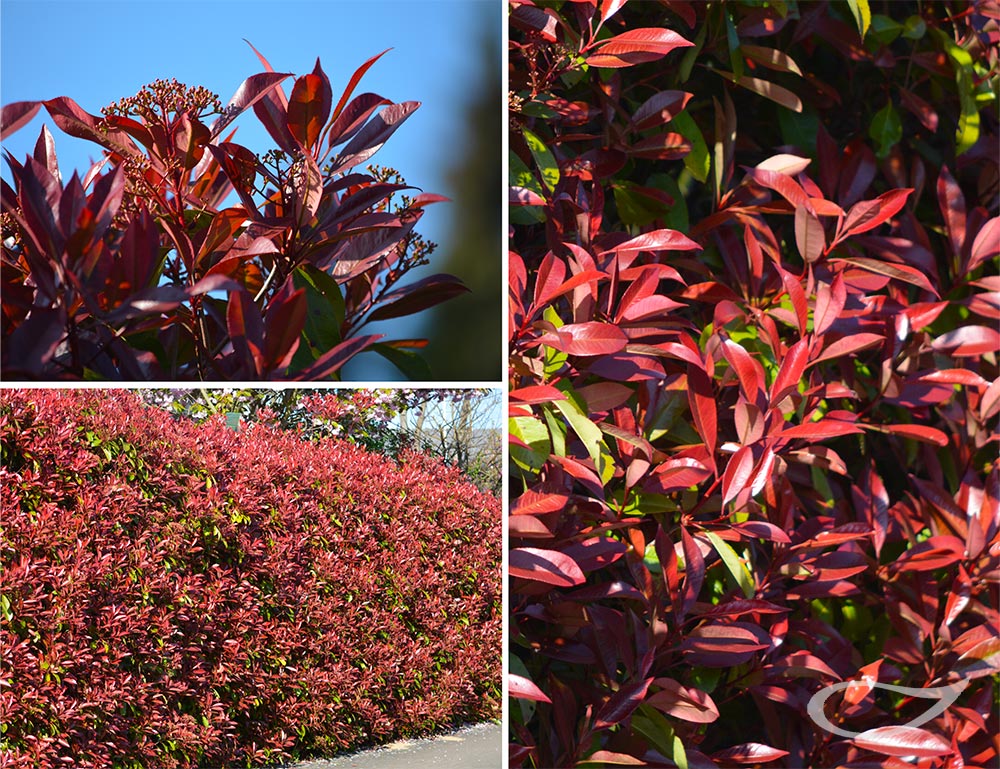 Photinia x fraseri Red Robin Hecke