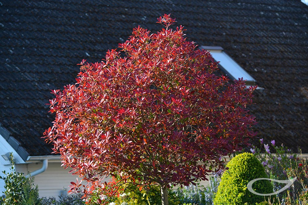 Photinia x fraseri Red Robin Kugelbaum