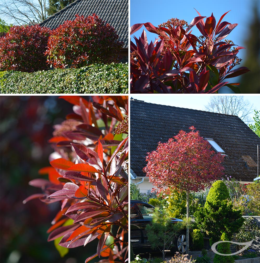 Photinia x fraseri Red Robin als Kugelbaum