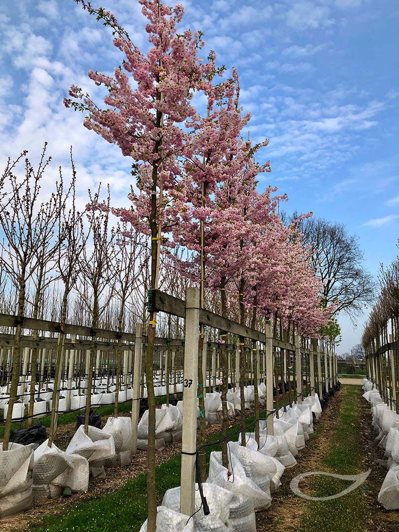 Prunus Accolade Quartier Blüte