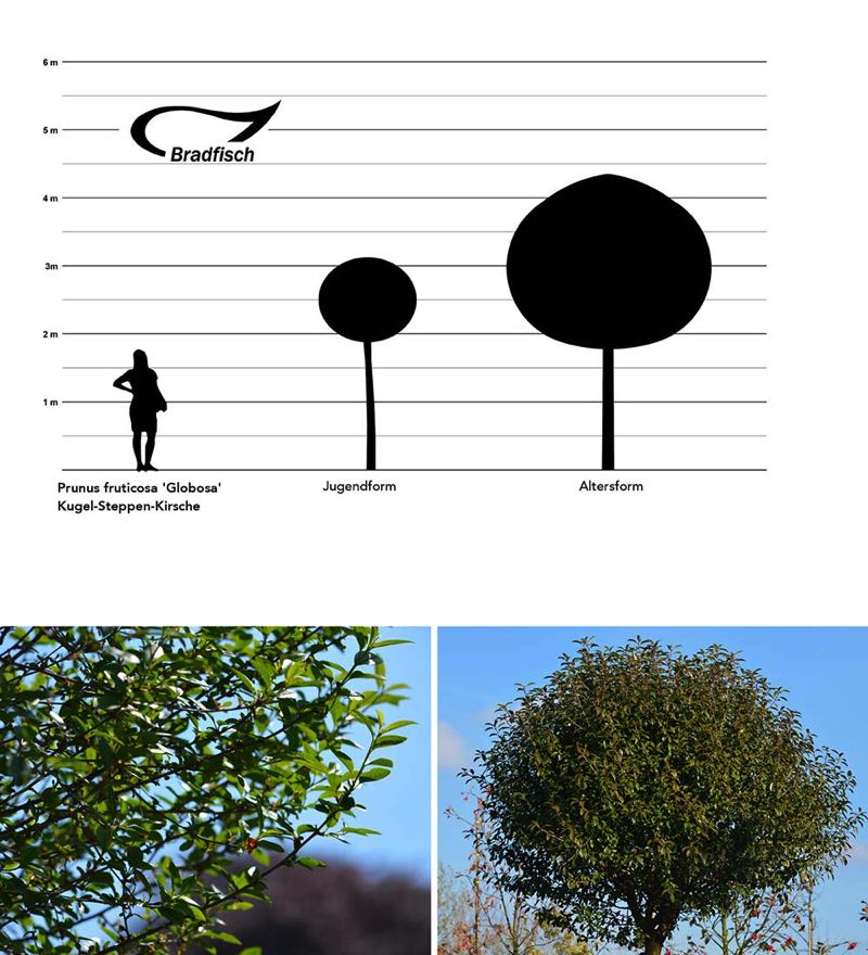 Prunus fruticosa Globosa, Kugel-Steppen-Kirsche, Grafik Größenvergleich