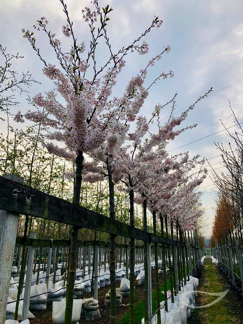 Prunus yedoensis Baumschulquartier Blüte