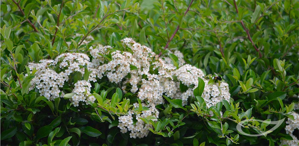 Pyracantha Blüte