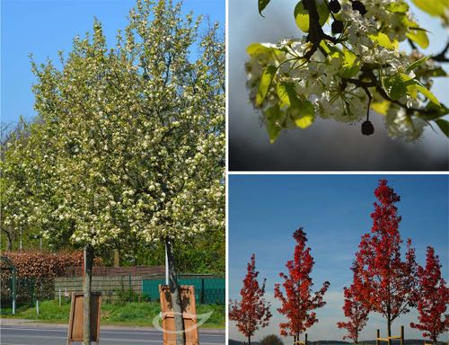 Pyrus calleryana Chanticleer Chinesische Wildbirne Blüte und Herbstfärbung