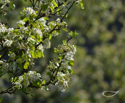 Pyrus calleryana Chanticleer Chinesische Wildbirne