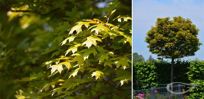 Quercus palustris Green Dwarf, Kugel-Sumpf-Eiche