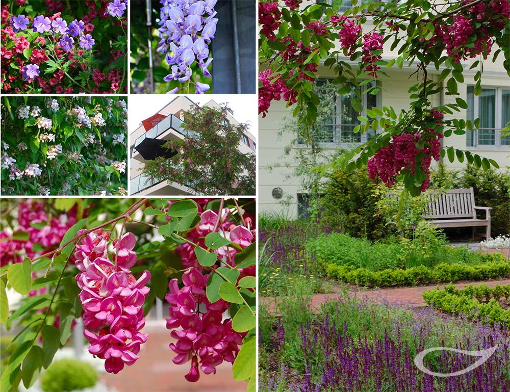 Robinia ‚Casque Rouge‘ Rotblütige Schein-Akazie