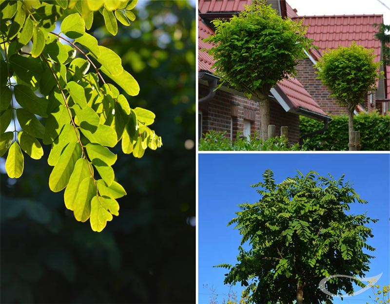 Robinia pseudoacacia Umbraculifera. Kugel-Robinie