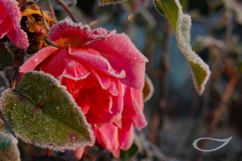 Rosenblüte mit Raureif