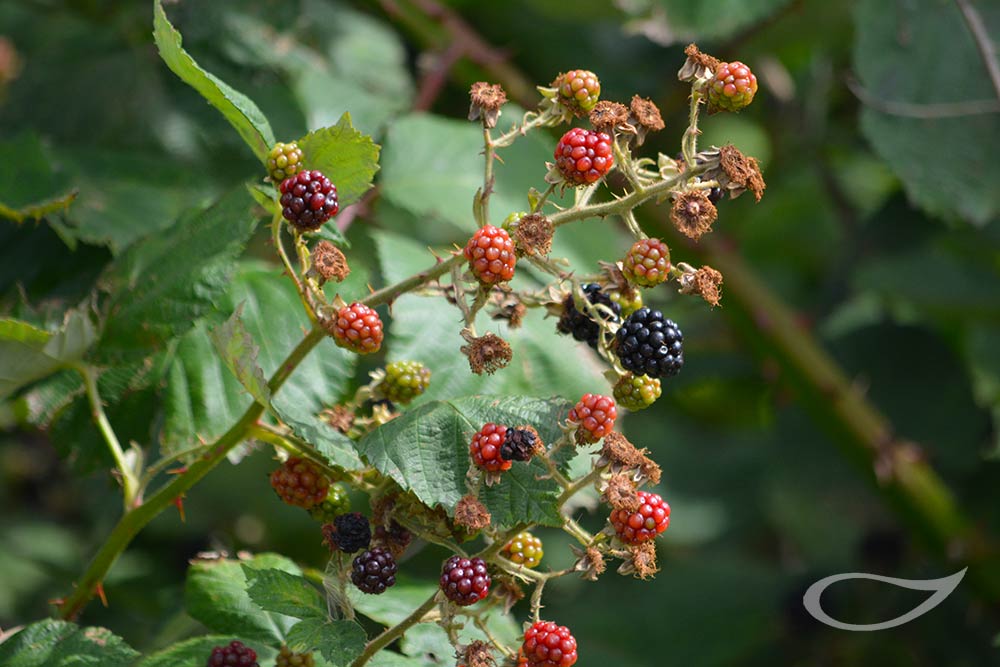 Brombeere Rubus fruticosus Früchte