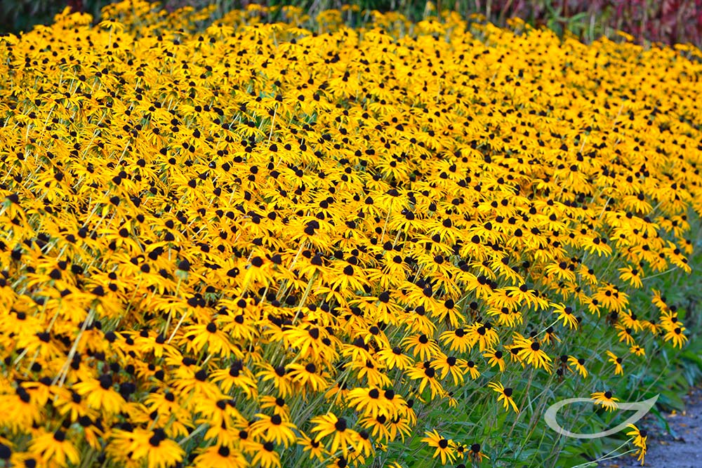 Rudbeckia