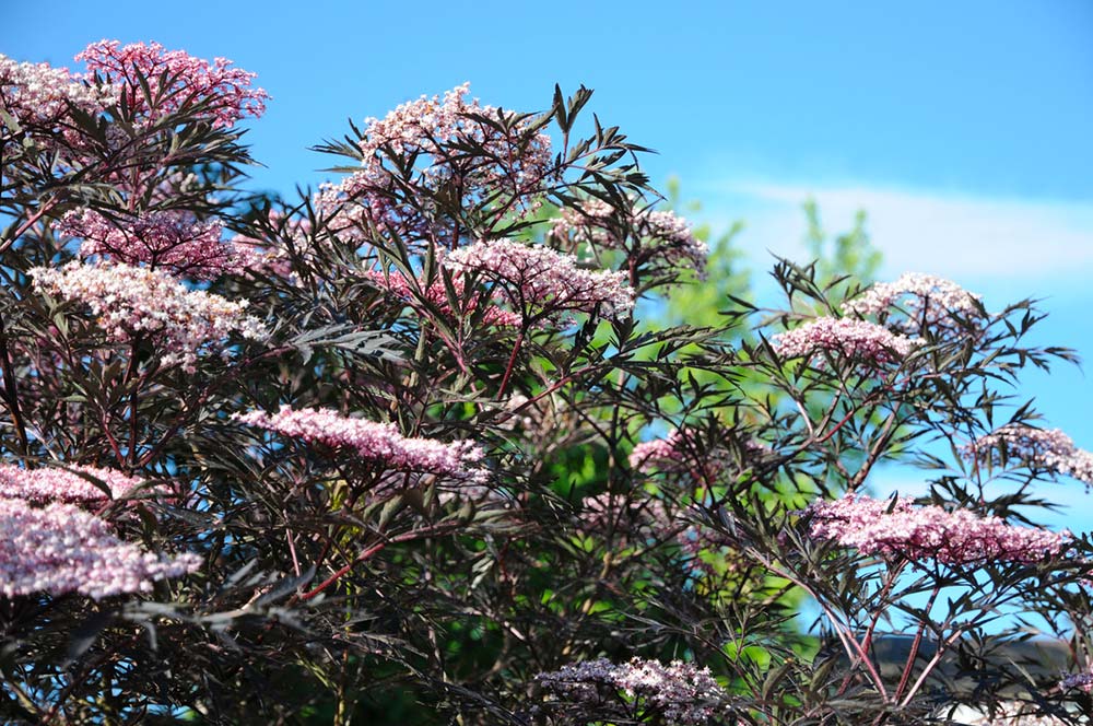 Sambucus nigra Black Lace
