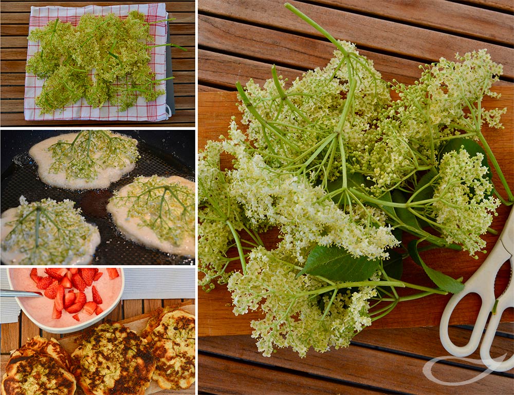 Sambucus nigra Blütenverwendung als Holunderblütenpfannkuchen