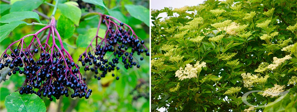 Sambucus nigra Schwarze Holunder