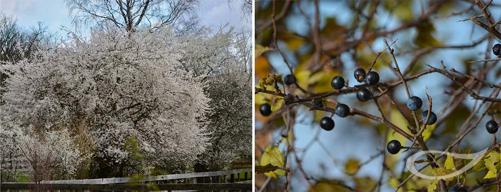 Schlehe, Schwarzdorn Prunus spinosa